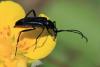 Rutpela nigra
